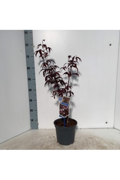 Саджанець клена Ред Емперор